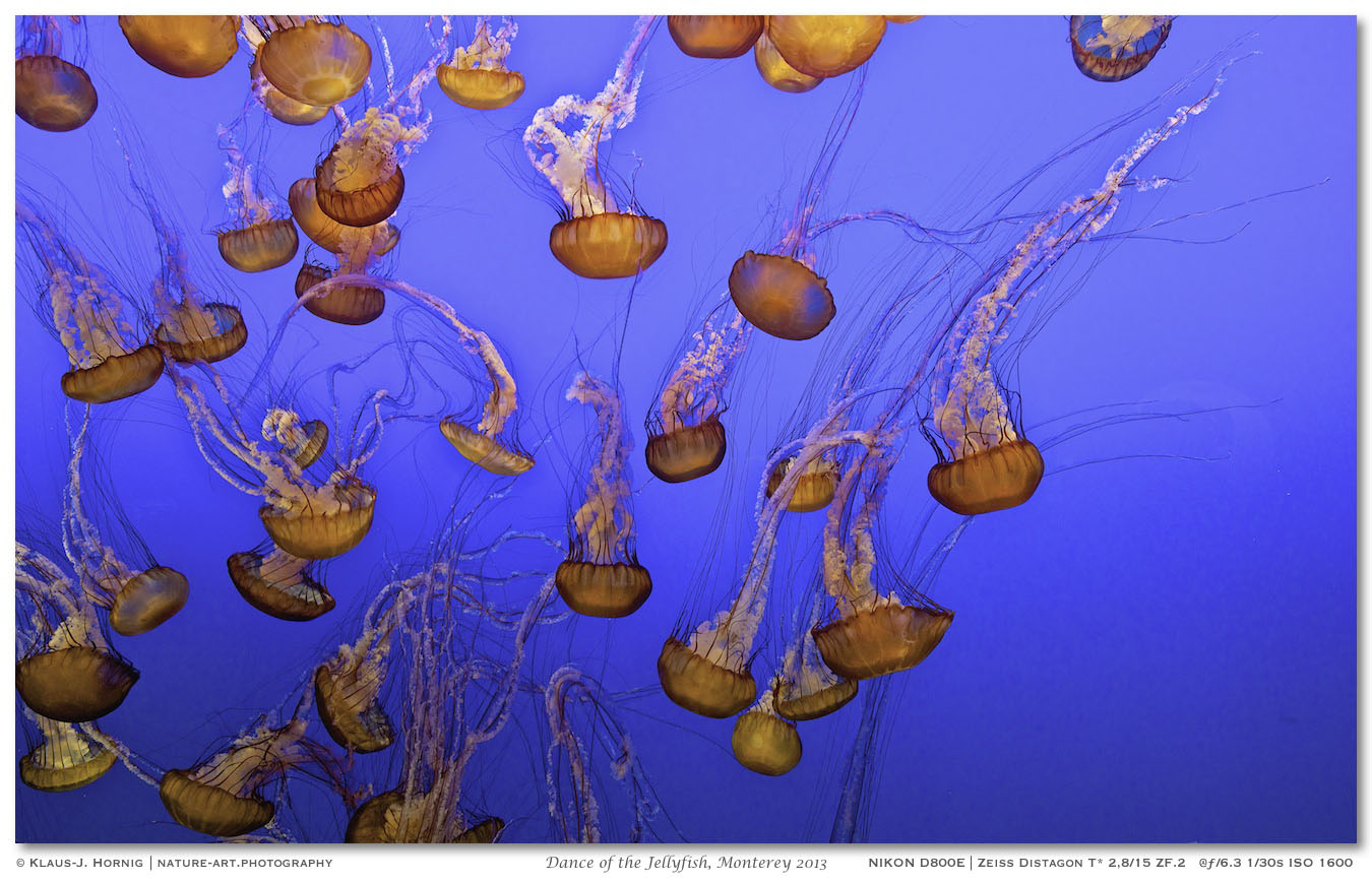 Dance of the Jellyfish, Monterey 2013